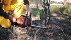 How Our Tree Care Process Works  in  Westwood, CA